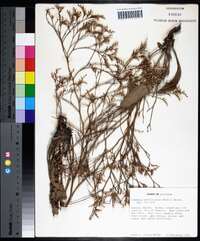 Limonium carolinianum image