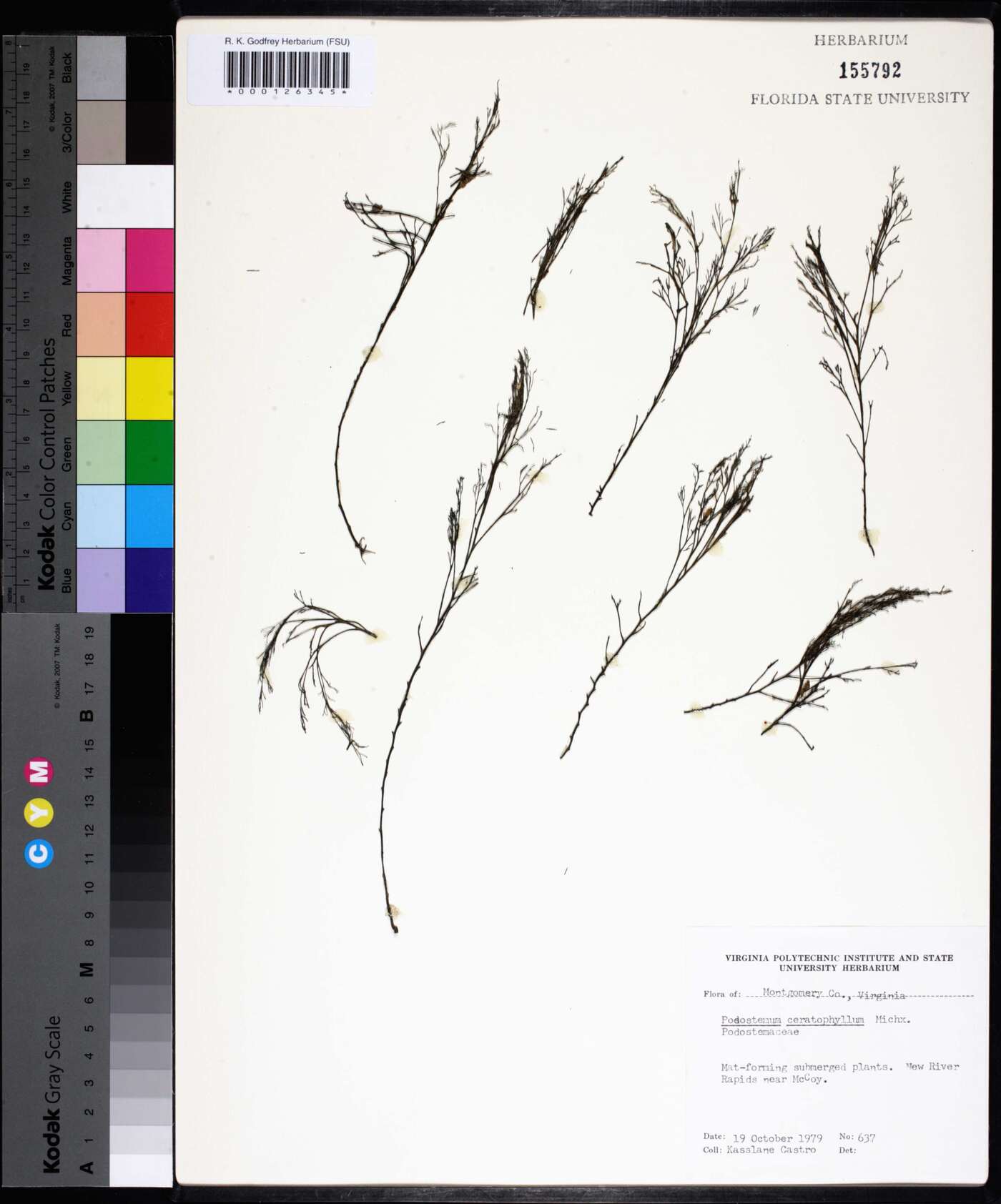 Podostemum ceratophyllum image