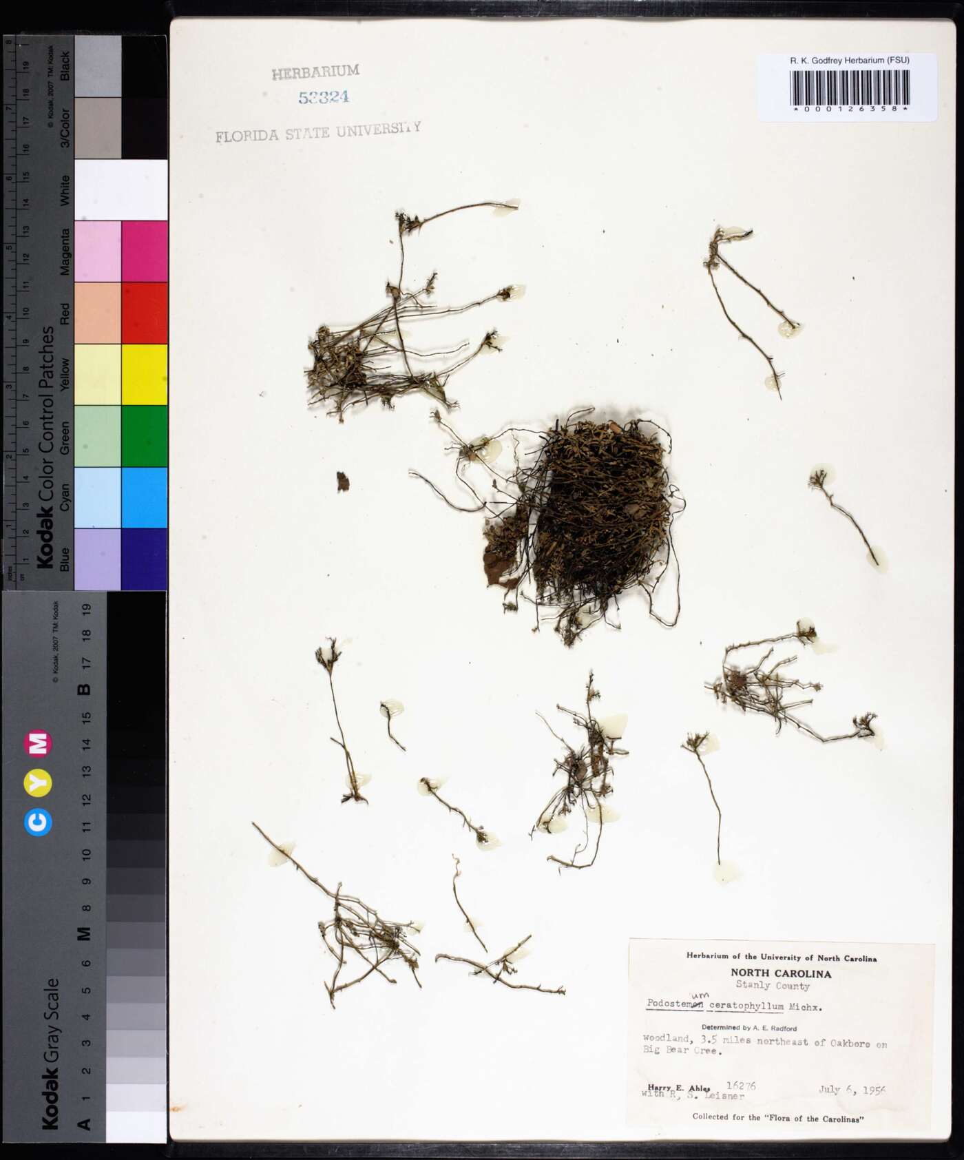 Podostemum ceratophyllum image