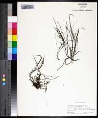 Podostemum ceratophyllum image