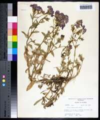 Phlox drummondii image