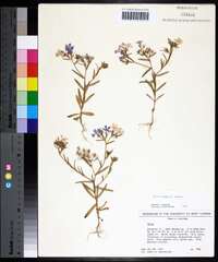 Phlox drummondii image