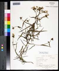 Phlox pilosa subsp. pilosa image