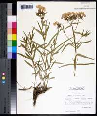 Phlox pilosa subsp. pilosa image