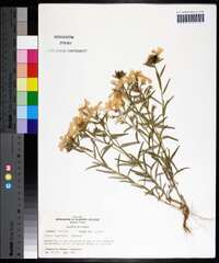 Phlox cuspidata image