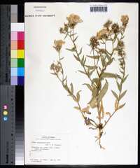 Phlox drummondii image