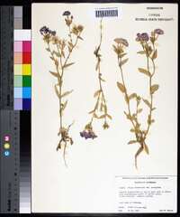 Phlox drummondii var. peregrina image