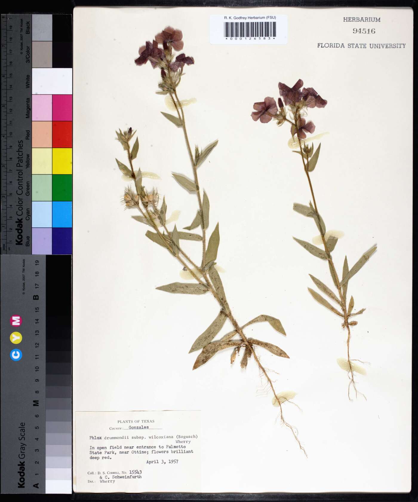 Phlox drummondii subsp. wilcoxiana image