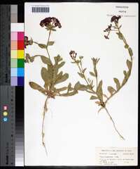 Phlox drummondii image