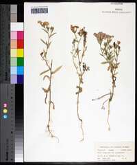 Phlox drummondii image