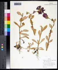 Phlox drummondii image