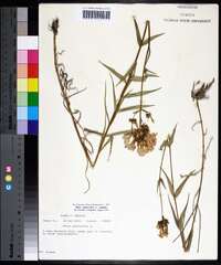 Phlox glaberrima image