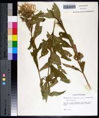 Phlox maculata image