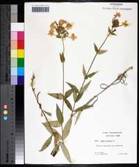 Phlox maculata image