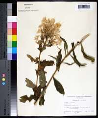 Phlox paniculata image