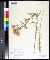 Phlox pilosa subsp. fulgida image