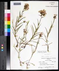 Phlox pilosa subsp. pilosa image