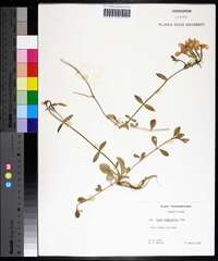 Phlox stolonifera image