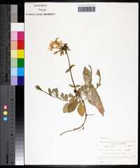 Phlox stolonifera image