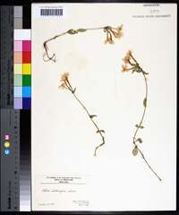 Phlox stolonifera image