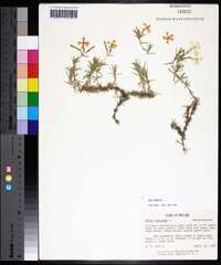 Phlox subulata image