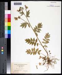 Polemonium reptans image