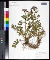 Polemonium reptans image