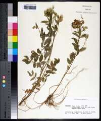 Polemonium reptans image