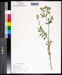 Polemonium reptans image