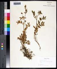 Polemonium reptans image