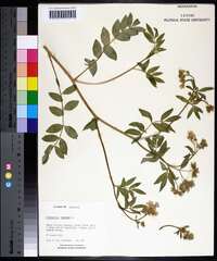 Polemonium reptans image