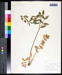 Polemonium reptans image