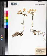 Phlox stolonifera image