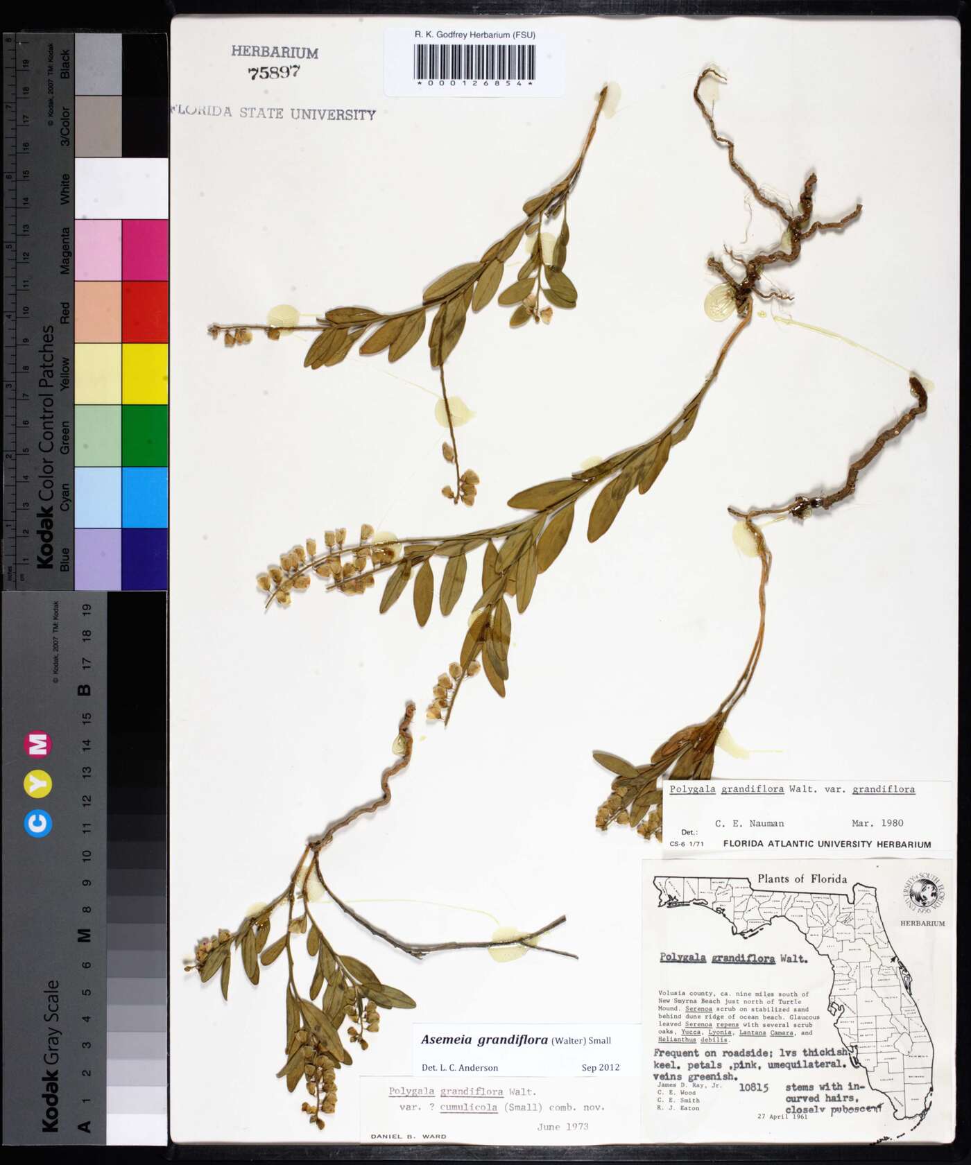 Asemeia grandiflora image