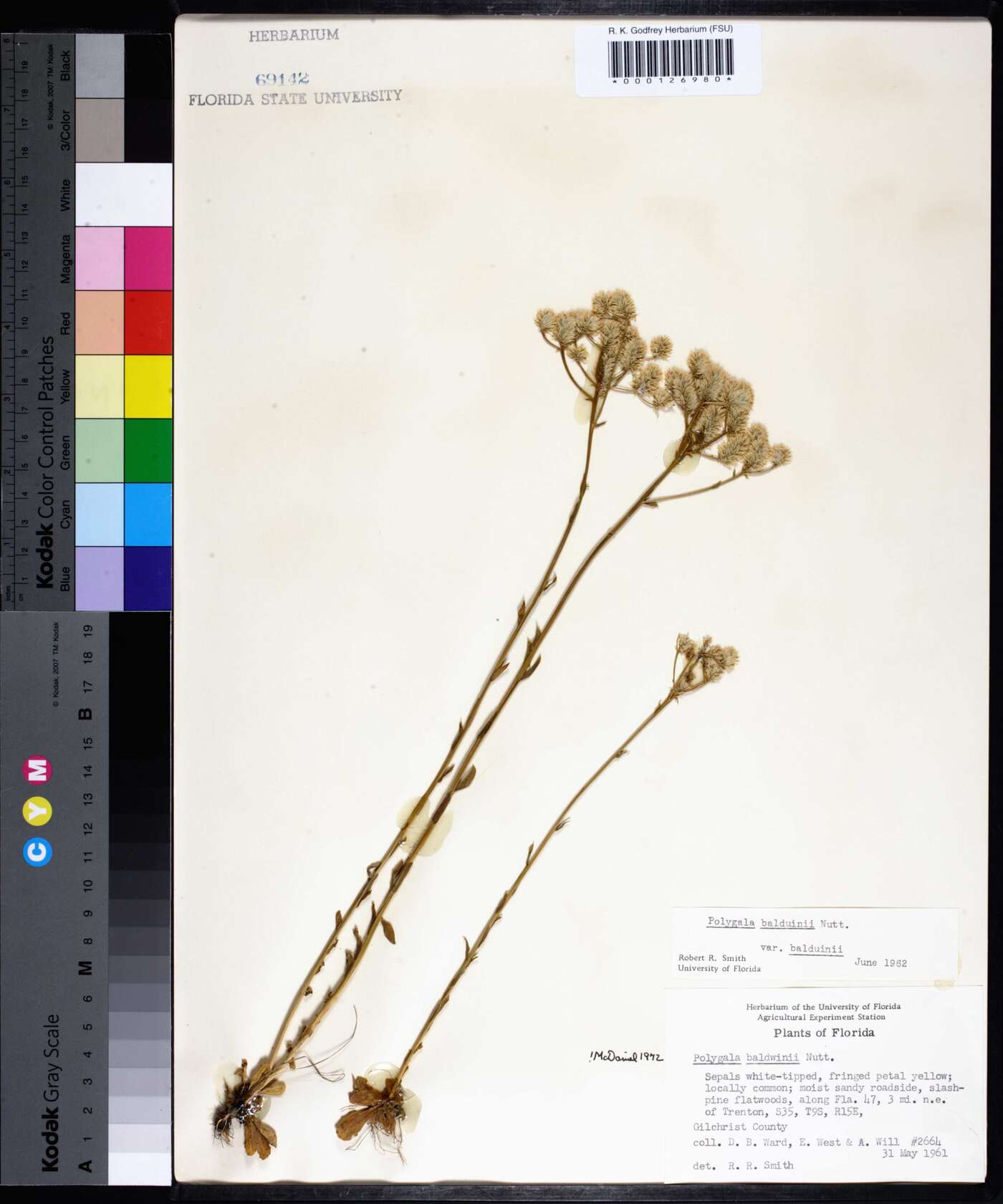 Polygala balduinii image