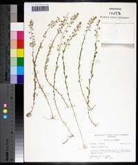 Polygala crenata image