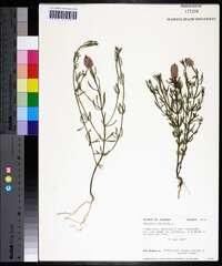 Polygala cruciata image