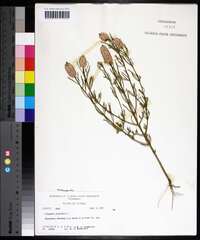 Polygala cruciata image