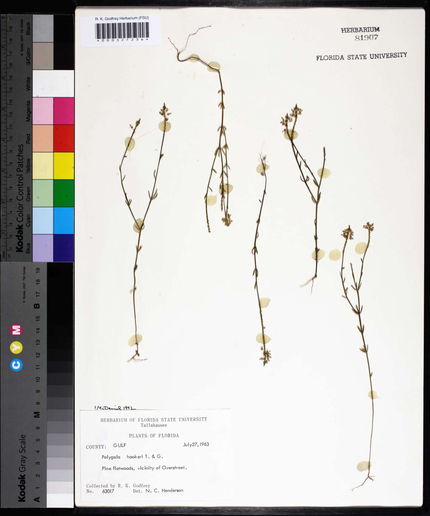 Polygala hookeri image