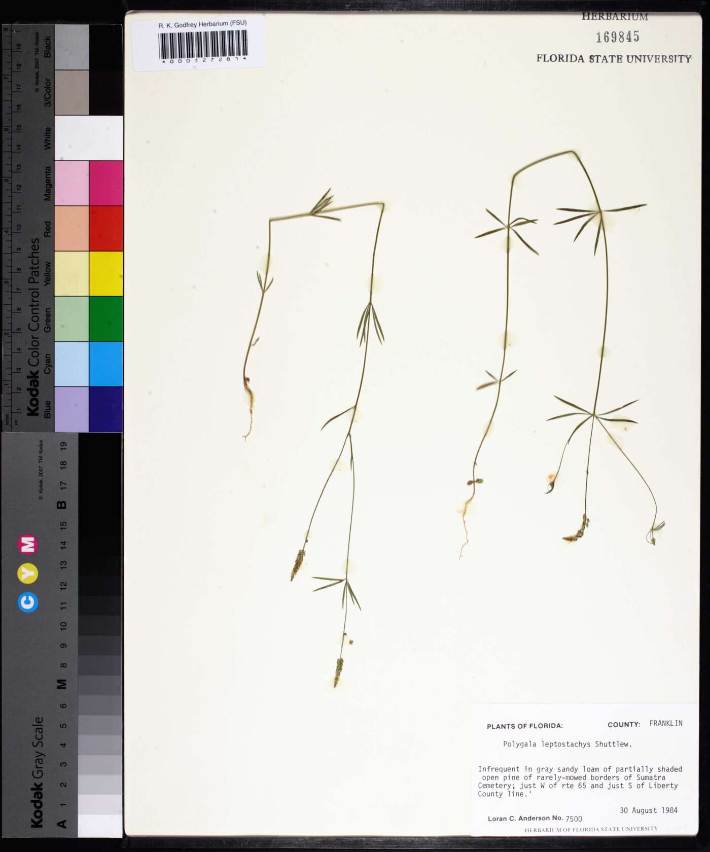 Polygala leptostachys image