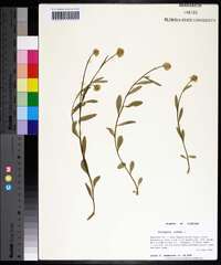 Polygala lutea image