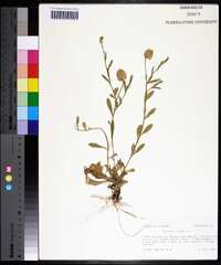 Polygala lutea image