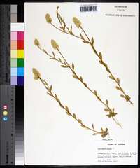 Polygala lutea image