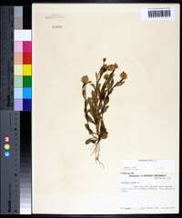 Polygala lutea image