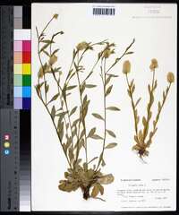 Polygala lutea image