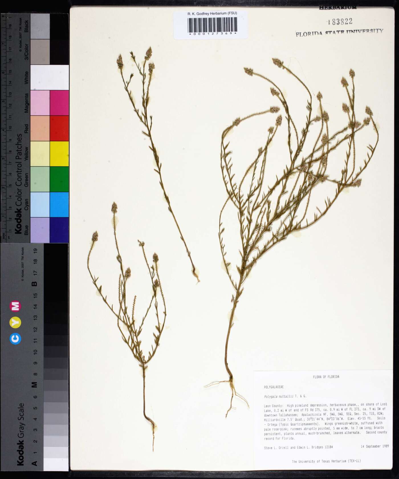 Polygala nuttallii image