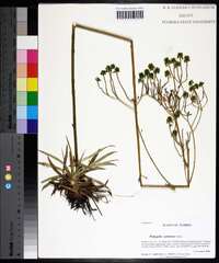 Polygala cymosa image