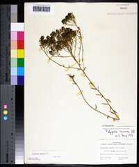 Polygala ramosa image