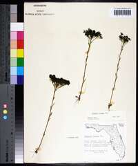 Polygala ramosa image