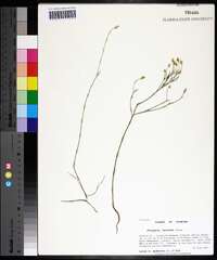 Polygala setacea image